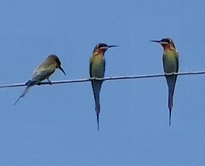 Birds on a wire (Blue-tailed Bee-eaters)