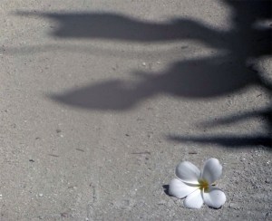 A flower on the path around the island