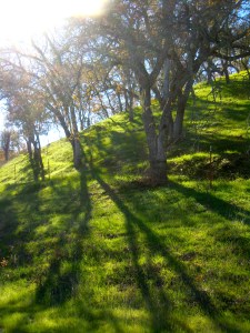 Paso Robles Wine Country